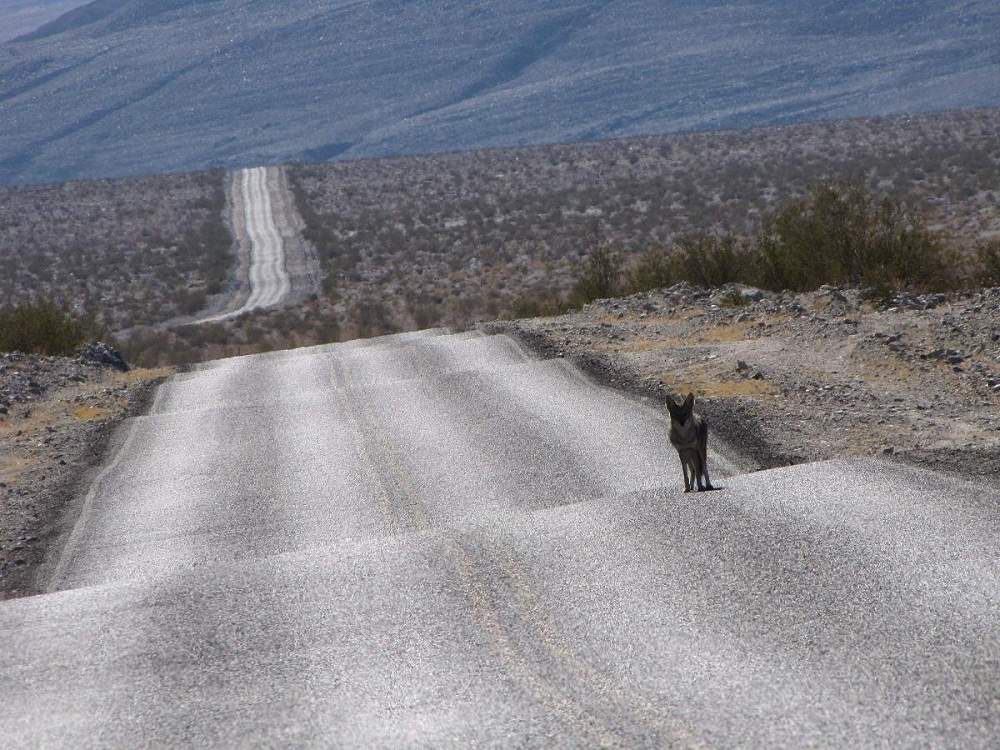 Death Valley Street - Hungry Guy