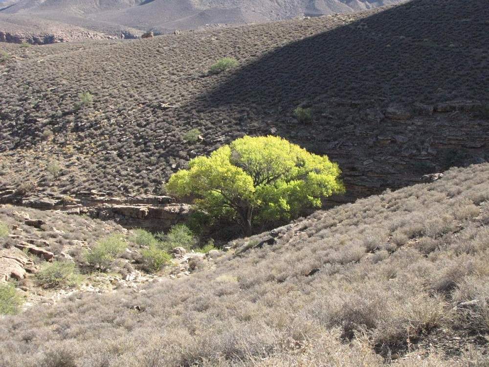 Grand Canyon goes green