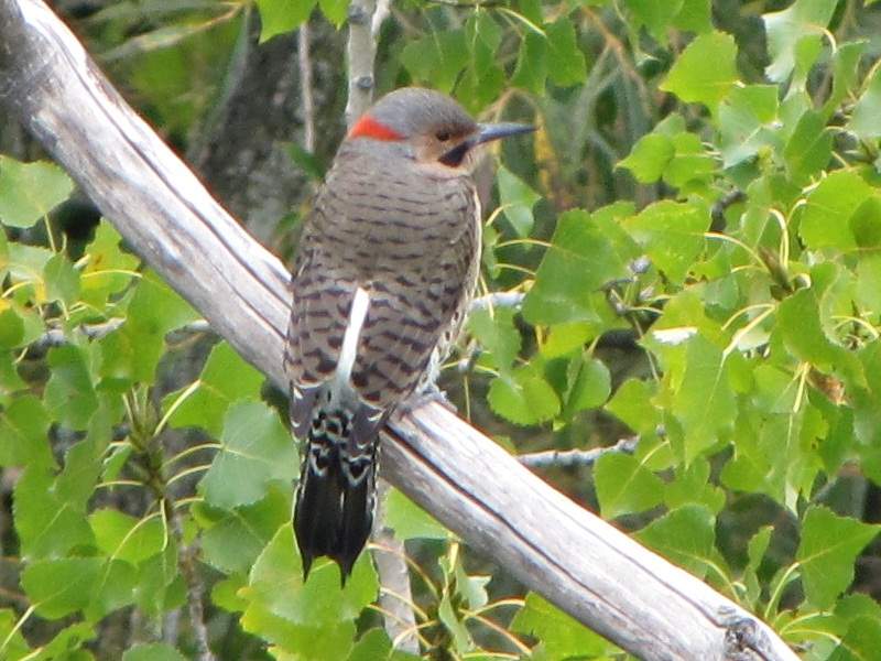 High Falls, Rochester