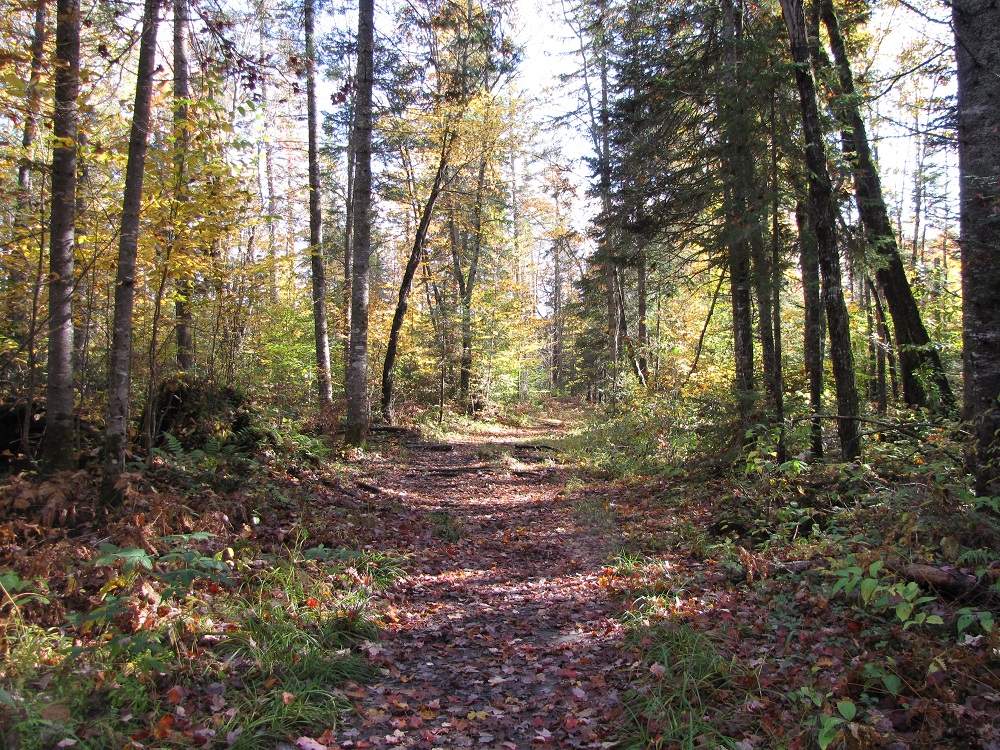 Algonquin Provincial Park