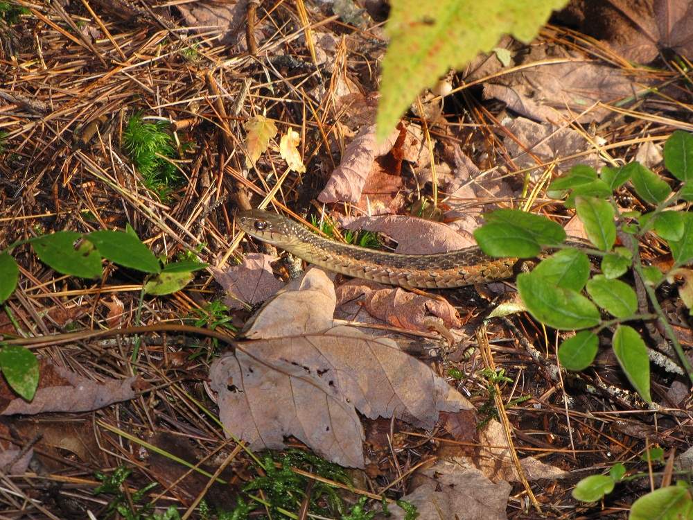 Algonquin Provincial Park