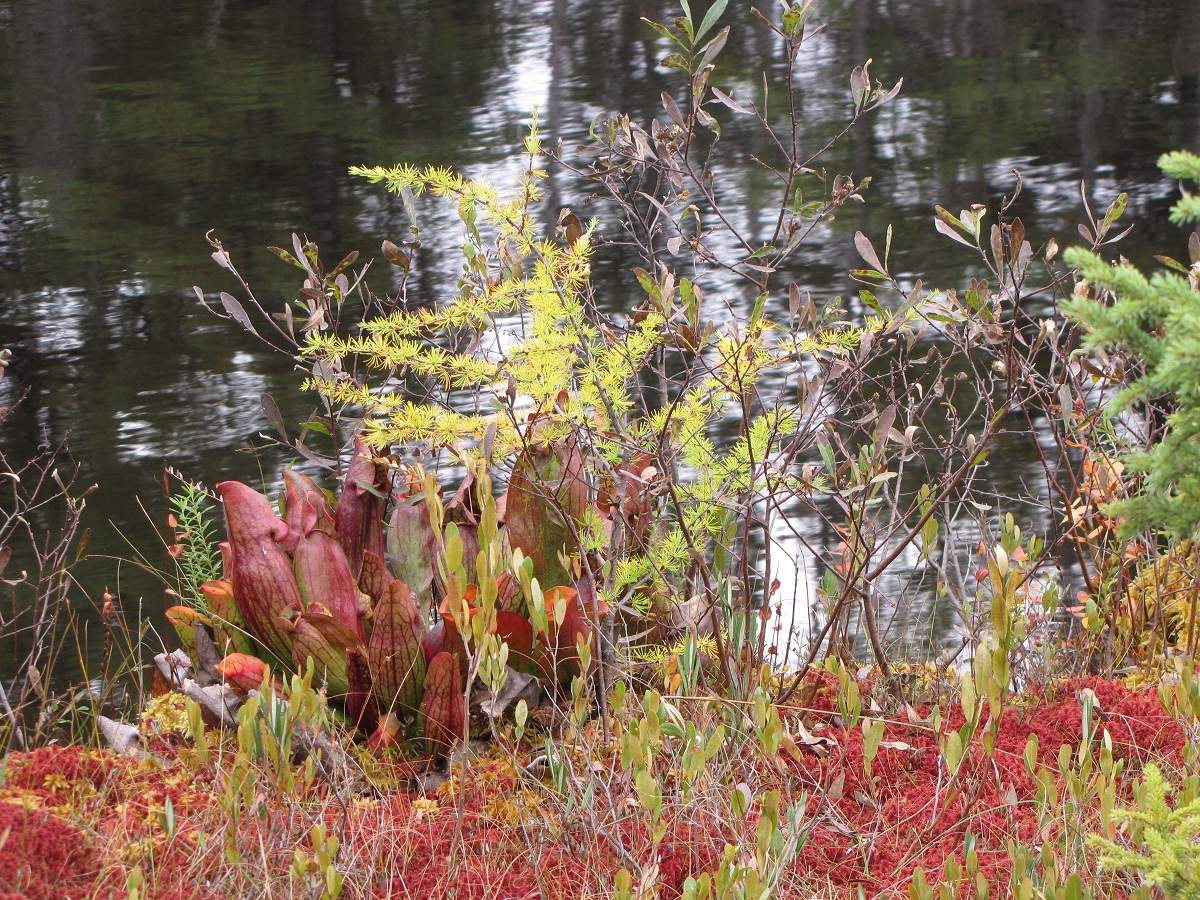 Algonquin Provincial Park