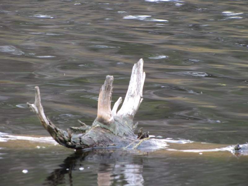 Algonquin Provincial Park