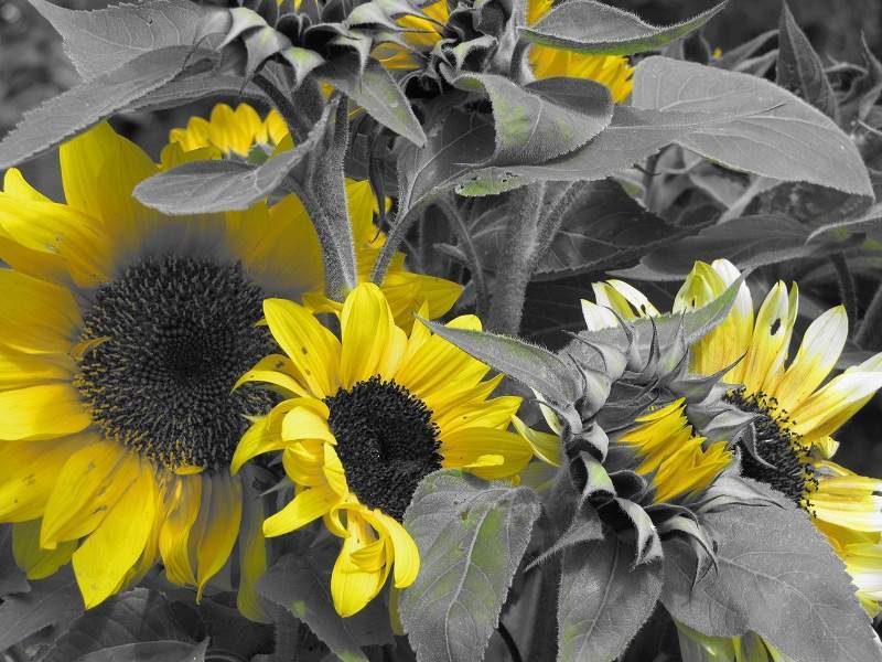 Shelburne Farmers Market