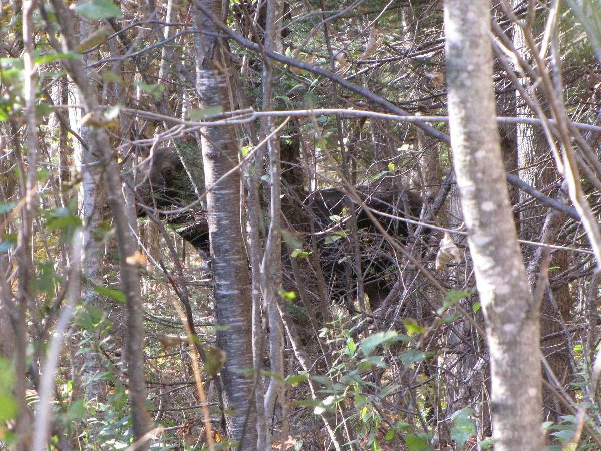 Elch. White Mountains.