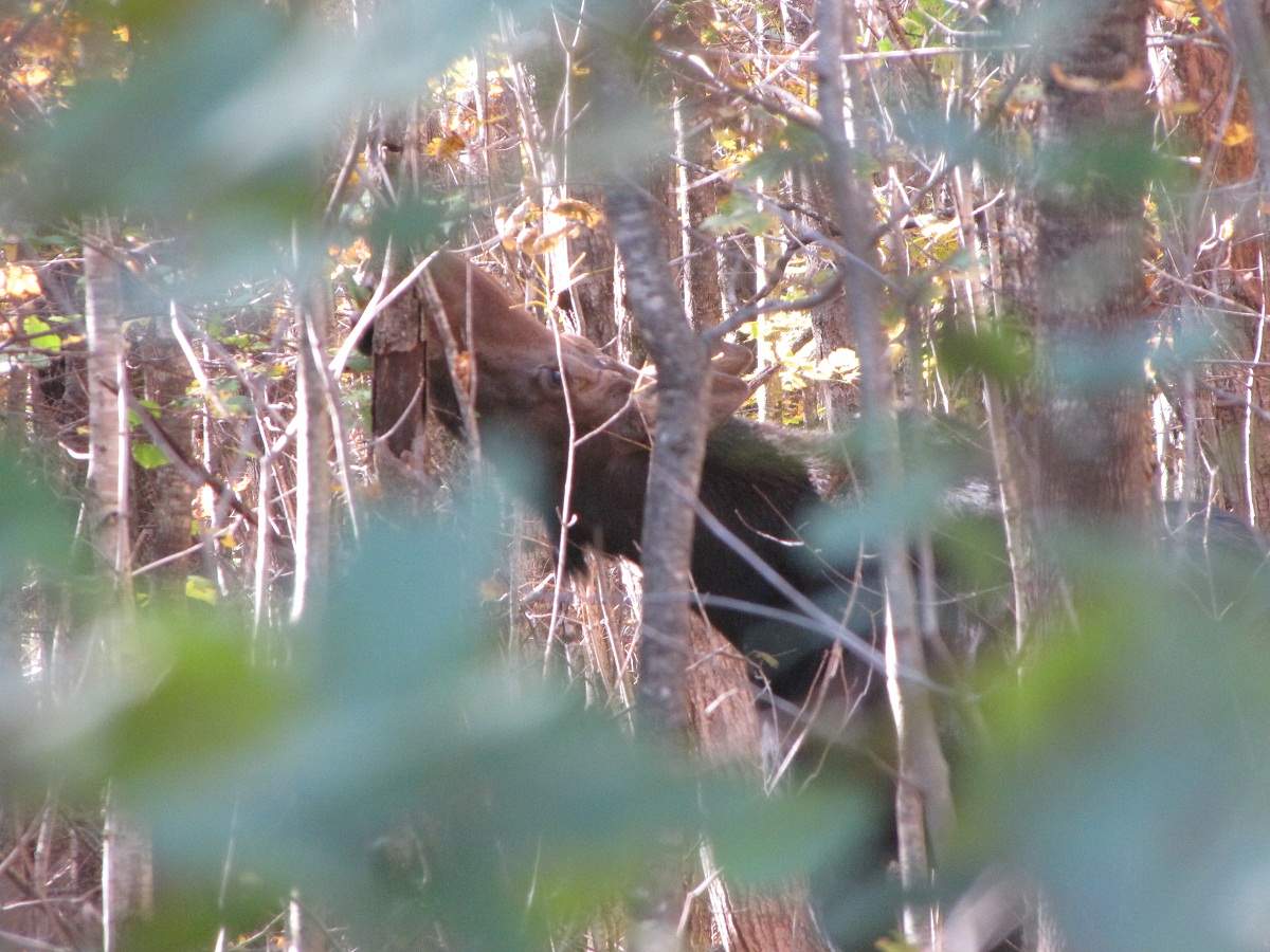 Elch. White Mountains