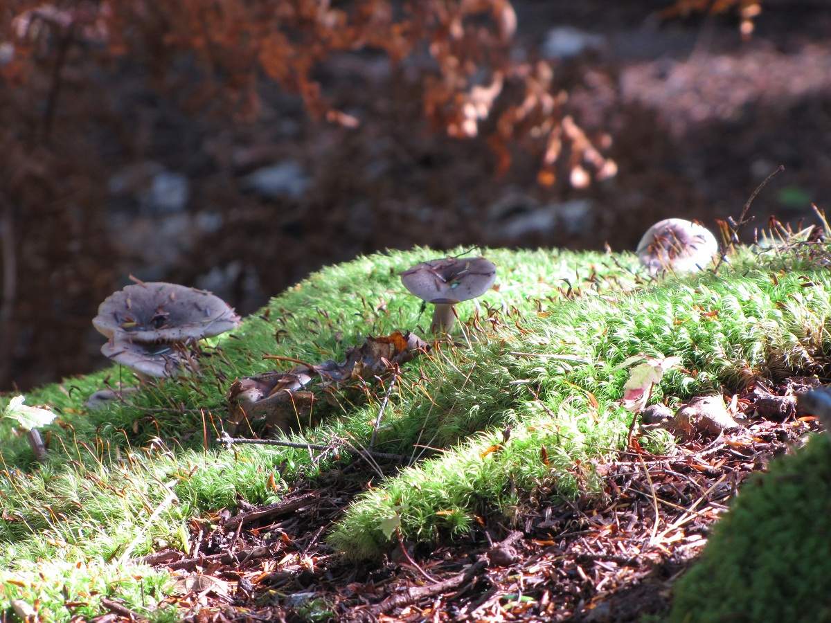 Mount Desert Island - Asticou Azalea Garden