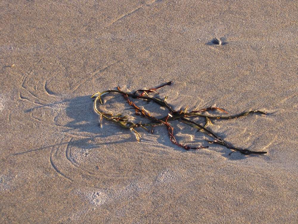 Ogunquit - Am Strand