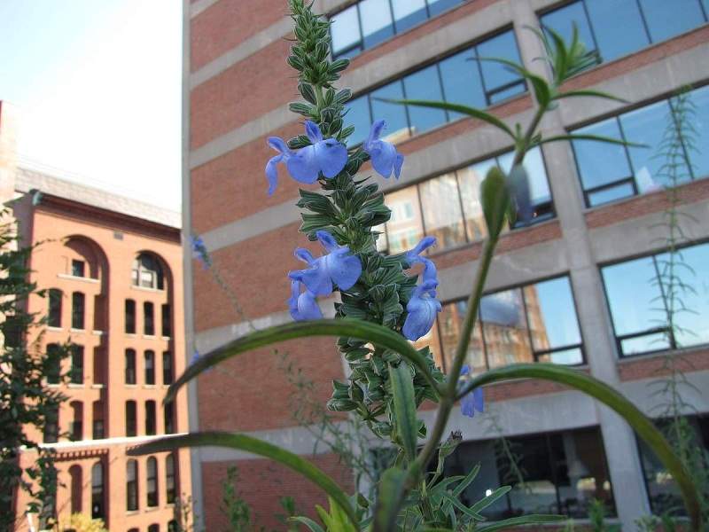 Highline Park, New York City