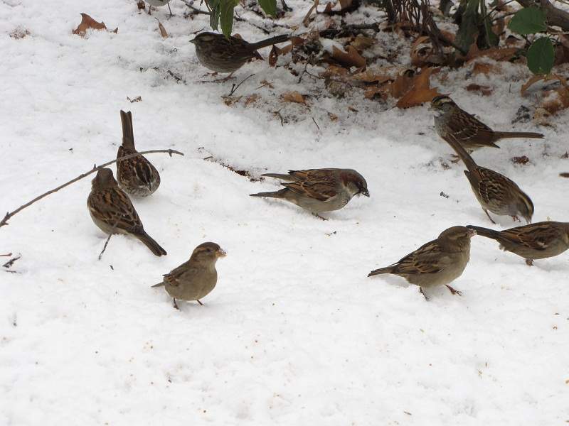 Reisebericht USA 2011 - New York City - Bilderseiten - Central PArk