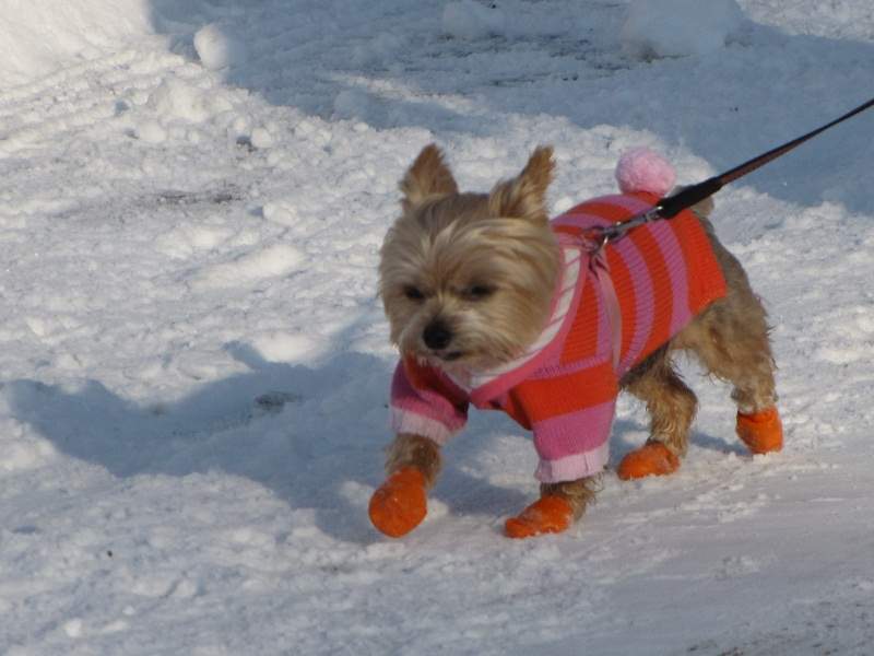 Central Park Dogs