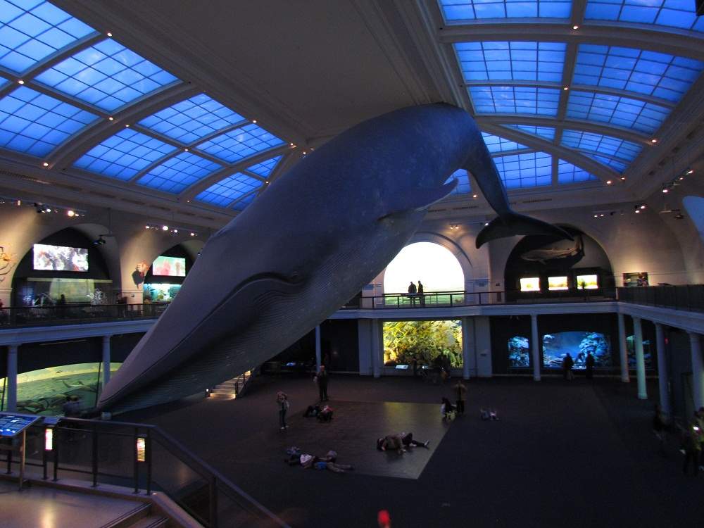 Museum of Natural History